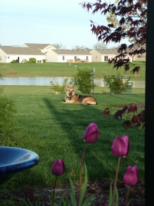 Julie Spring Flowers 015