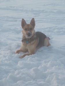 First snow dec 2009 010