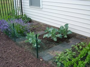 Lavender in the veggie garden bringing on the bumblebees.  Yes!