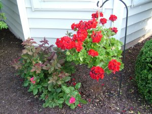 Looks like the Knock Out Rose bush is going to make it after all!