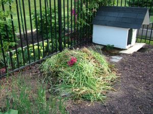 Our first compost pile in what used to be the dog pen.  Sorry Elle!  You'll have to share!