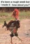 rooster