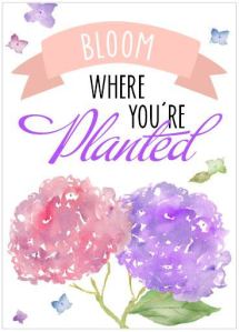 Bloom Where You are Planted, trust in the Lord, overcomer, overcoming trials, Christian response to, faith in Christ, hanging tough, Bloom, Christian blog