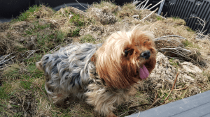 Rene the Yorkie 3.23.16