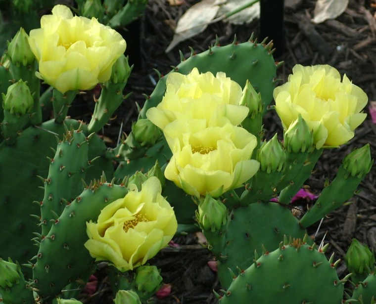 Prickly pear cactus, Indiana, cactus, yellow, flowers, garden, gardening, Zone 5, garden themes, poetry