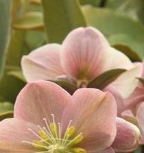 Hellebores, hybrid, tender, lenten rose, blog, poetry, prose, Winter, early Spring