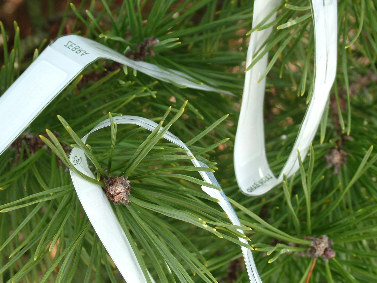 Hospital Christmas Tree, hospital, medical, ID, identification, patient, band
