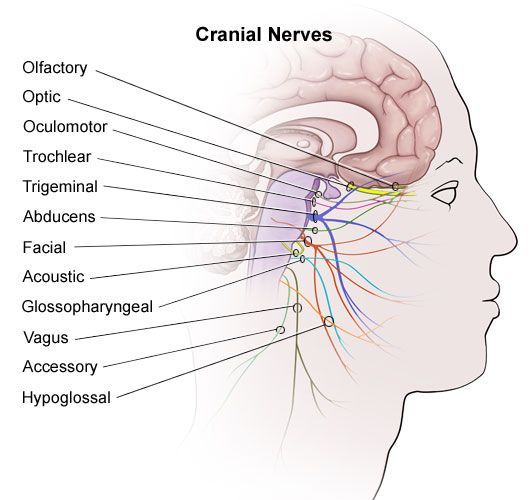 cranial nerves, TMJ, vasovagal, seizures, epilepsy, non-epileptic, convulsions, vagal, nerve