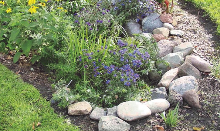 rain garden, rock, garden, water, flooding, filter, natural, native plants