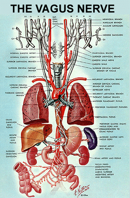 vagus nerve, vagal nerve seizures, vagal nerve stimulation, non-epileptic seizures, psychogenic seizures